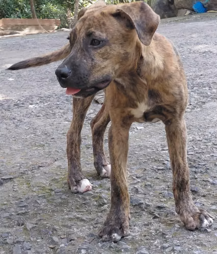 Cachorros presa canario