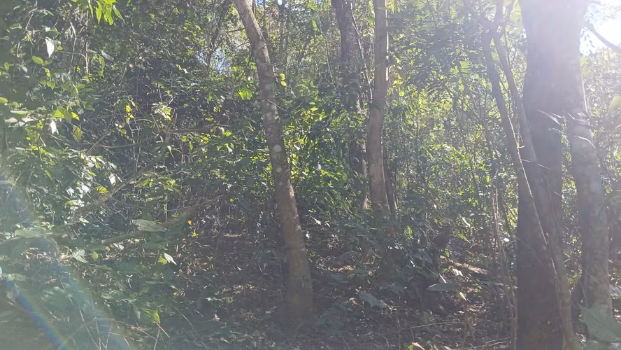 2MZ TIPO FINCA, EN CHINAMECA A $55mil las dos mz, SE VENDEN JUNTAS