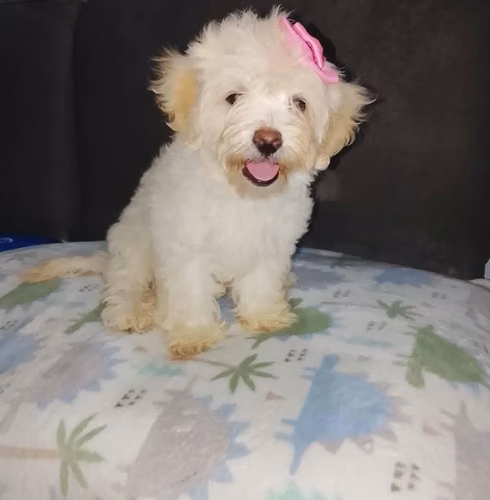 Hermosos Bichón Maltés hembra y varón