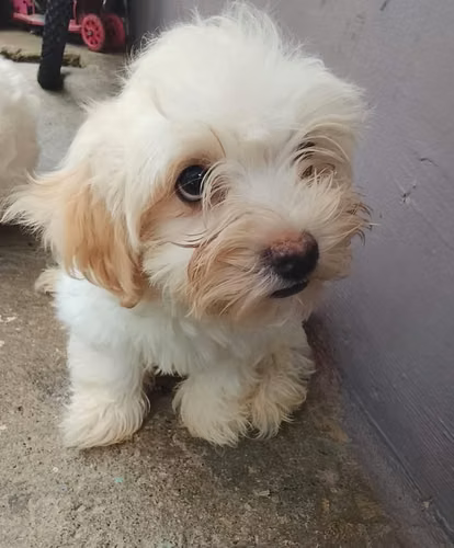 Hermosos Bichón Maltés hembra y varón - Imagen 2