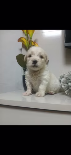 Maltipoo mini toy hembra