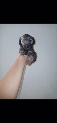French mini toy hembra
