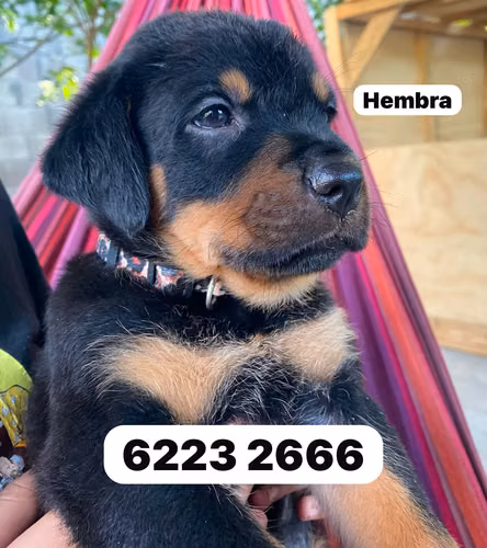 Cachorras Rottweiler $320