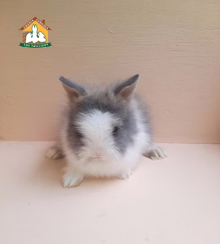 Vendo conejos cabeza de león