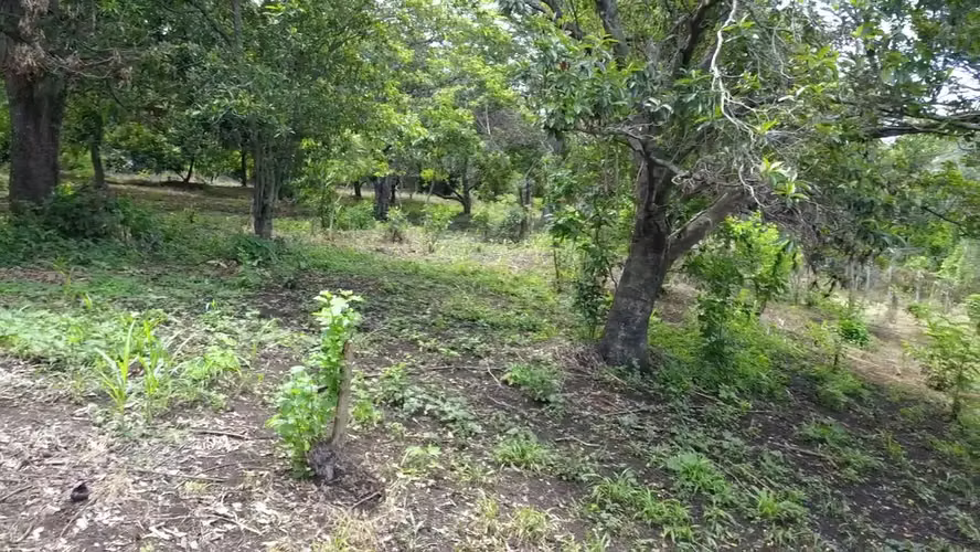 Terreno 10,286 v² con Vista al Volcán y Huerto Frutal - Sonsonate - Imagen 4