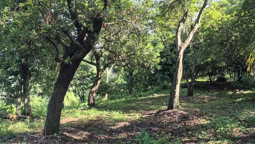Terreno 10,286 v² con Vista al Volcán y Huerto Frutal - Sonsonate - Imagen 7