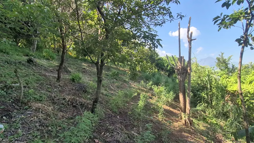 Terreno 10,286 v² con Vista al Volcán y Huerto Frutal - Sonsonate - Imagen 5