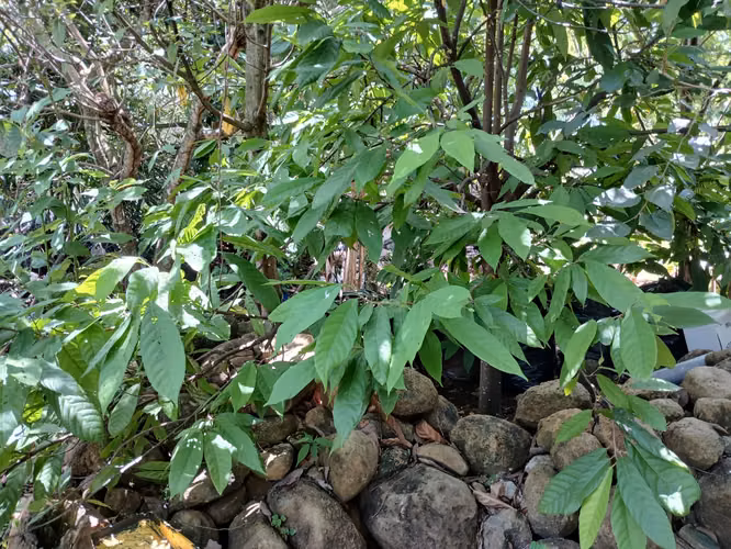 CASA DE CAMPO EN VENTA EN SUCHITOTO