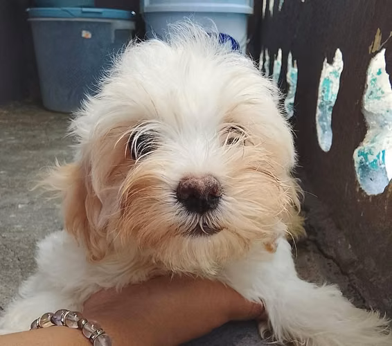 Hermosos Bichón Maltés .