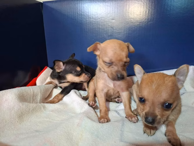 Chihuahua hembra - Imagen 3