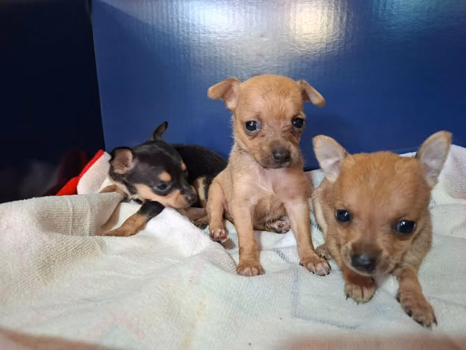 Chihuahua hembra - Imagen 2
