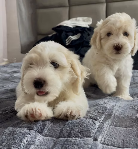 Hermosos cachorros french poodle - Imagen 4