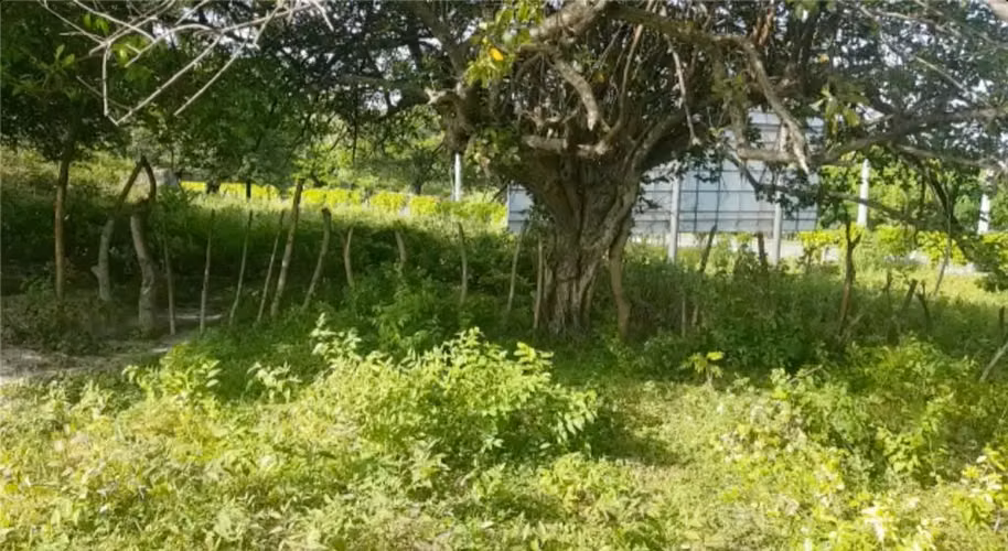 VENTA DE TERRENO SOBRE AUTOPISTA DE COMALAPA A SS. - Imagen 5
