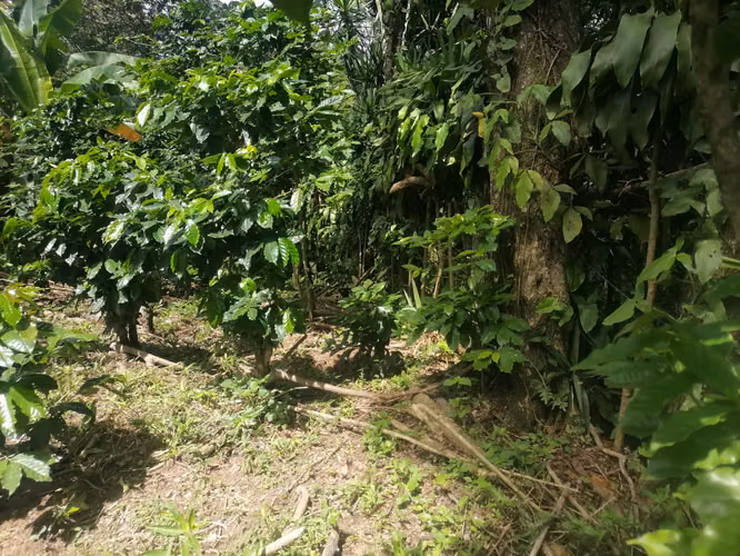VENTA FINCA 43 MANZANAS SANTA CATARINA MASAHUAT SONSONATE - Imagen 4