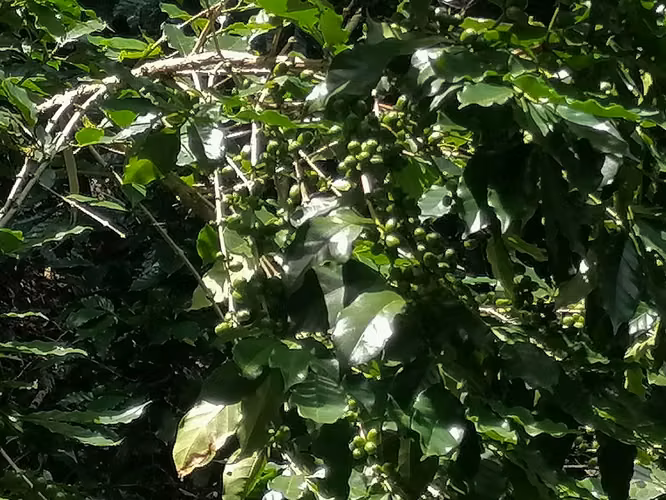 VENTA FINCA 70 MANZANAS CAFE ATACO AHUACHAPAN - Imagen 4