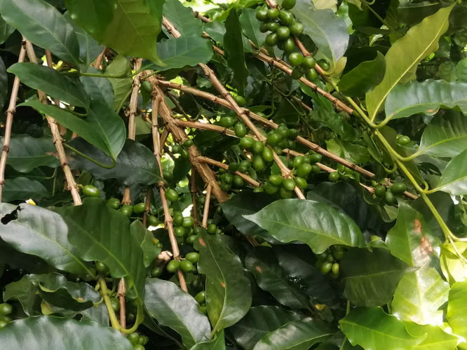 VENTA FINCA 70 MANZANAS CAFE ATACO AHUACHAPAN - Imagen 2
