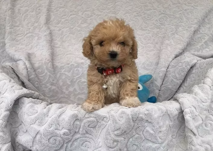 Cachorritas Maltipoo disponible - Imagen 4