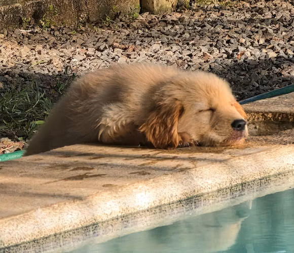Golden Retriever Puros