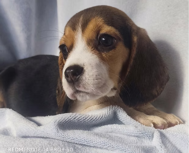 Beagle hembra - Imagen 3