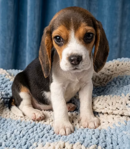 Beagle hembra - Imagen 2