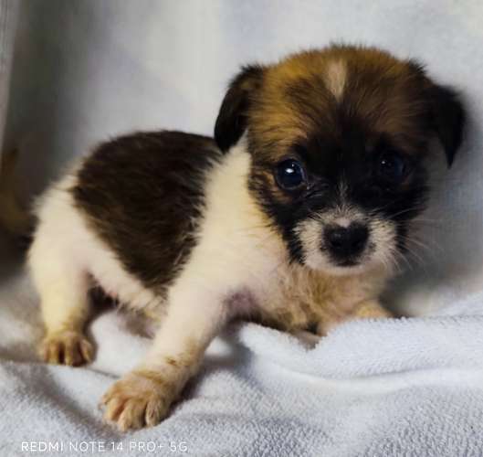 Chihuahua pelo largo - Imagen 10