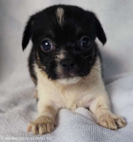 Chihuahua pelo largo - Imagen 4