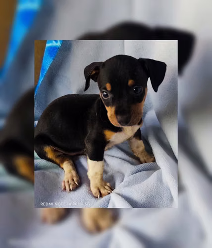 Chihuahua male
