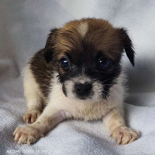 Chihuahua pelo largo - Imagen 7