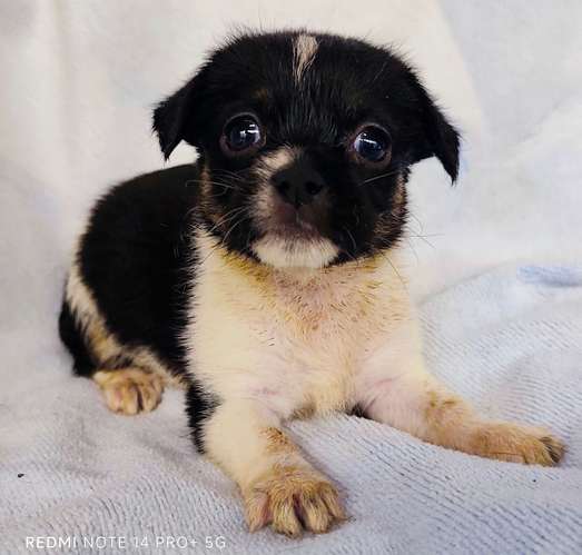Chihuahua pelo largo - Imagen 3