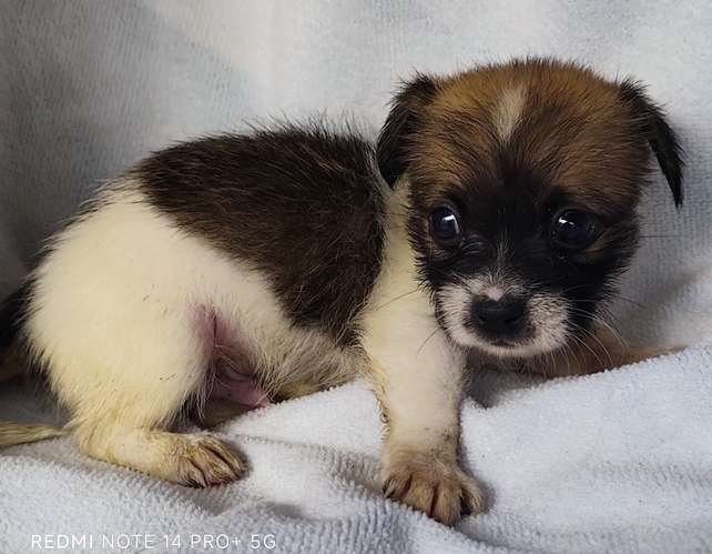 Chihuahua pelo largo - Imagen 9