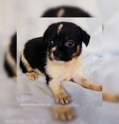 Chihuahua pelo largo
