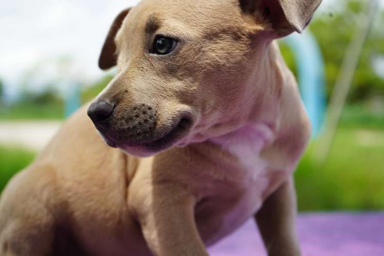 BULLY CACHORRITA
