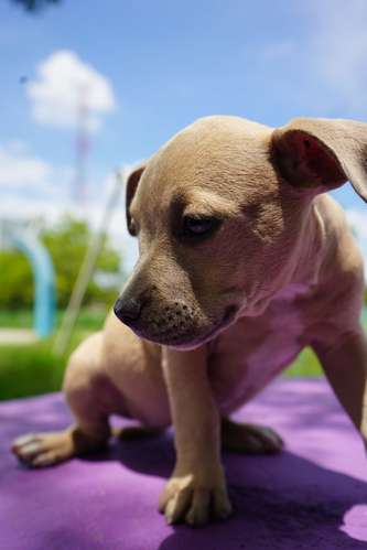 BULLY CACHORRITA
