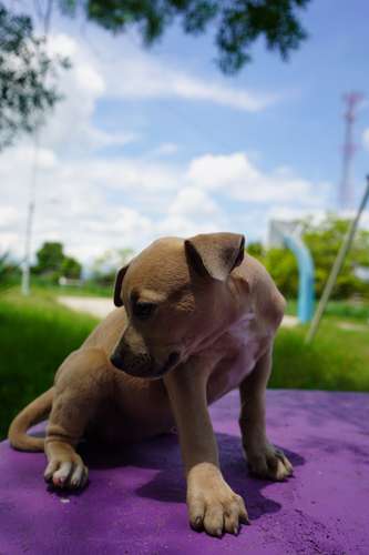 BULLY CACHORRITA