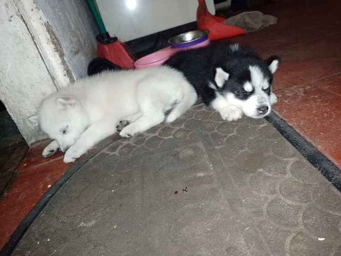 Husky lobitos - Imagen 4