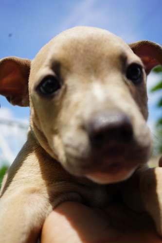BULLY CACHORRITA
