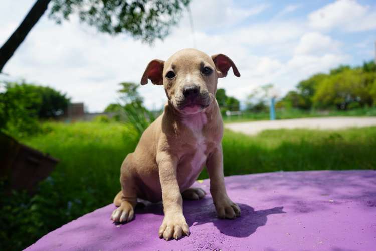 BULLY CACHORRITA