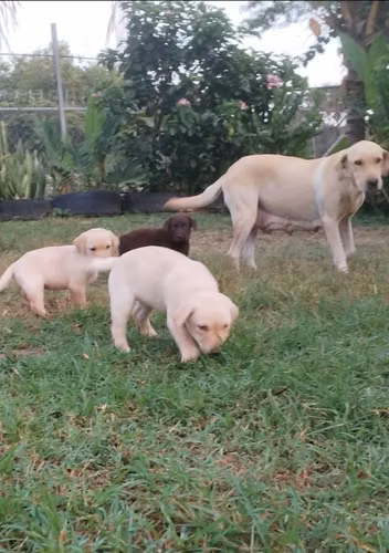 LABRADORAS