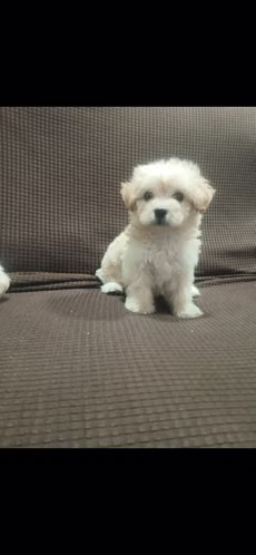 MALTIPOO MINI TOY HEMBRA