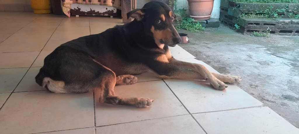 PERRO EN ADOPCIÓN