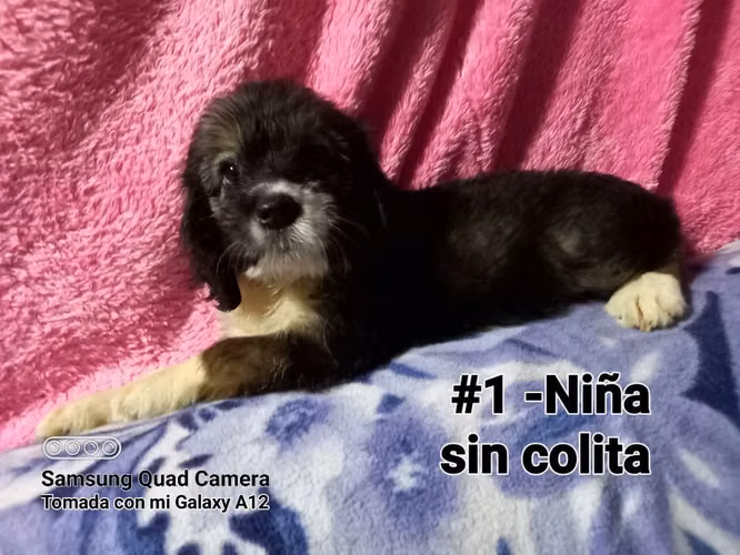 Vendo lindos cachorros Cockers con Maltés
