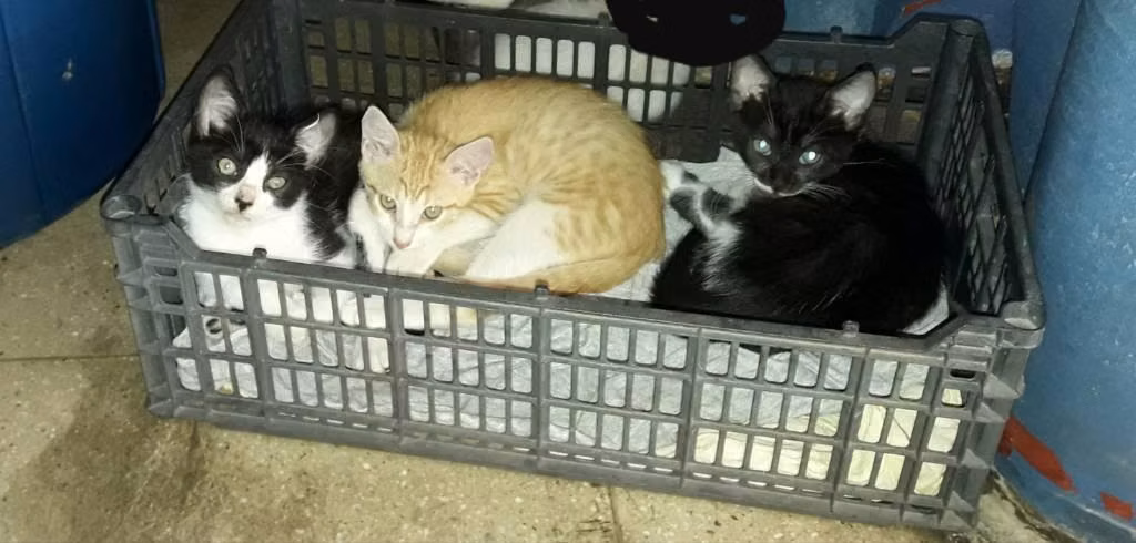 Gatos En Adopción - Imagen 2