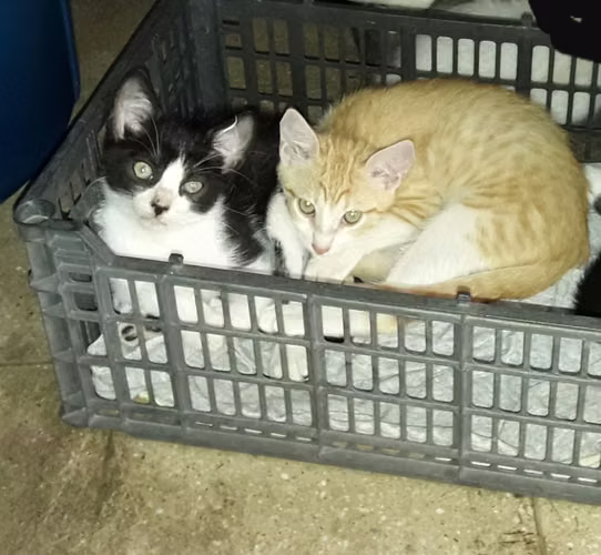 Gatos En Adopción