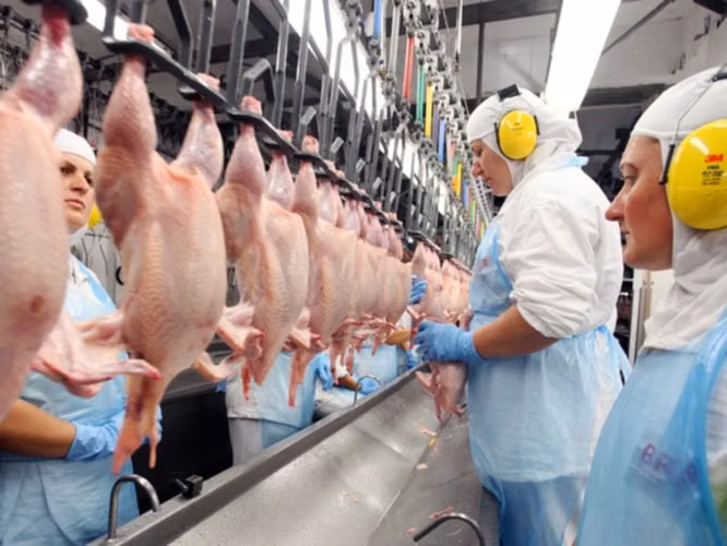 Auxiliares de Producción | Procesamiento de Pollo (Plaza Temporal)