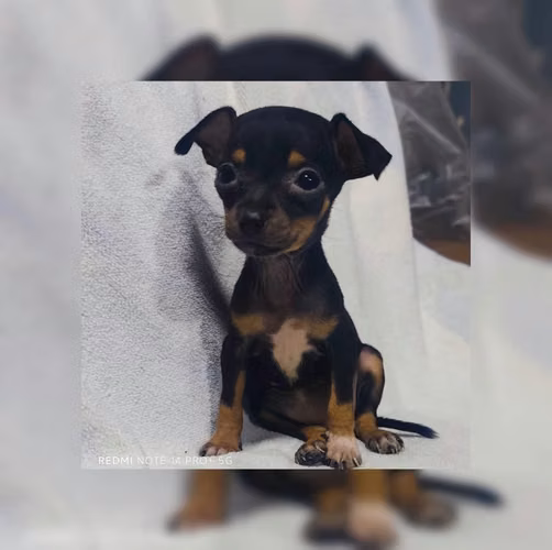 Chihuahua mini hembra y macho
