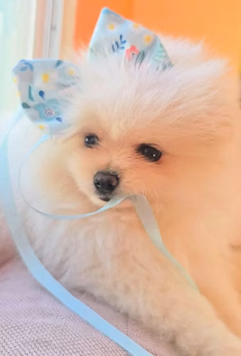 Pomerania Hembrita con Pedigrí  Muñeca | 7 Meses - Imagen 2