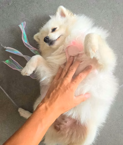 Pomerania Hembrita con Pedigrí  Muñeca | 7 Meses - Imagen 6