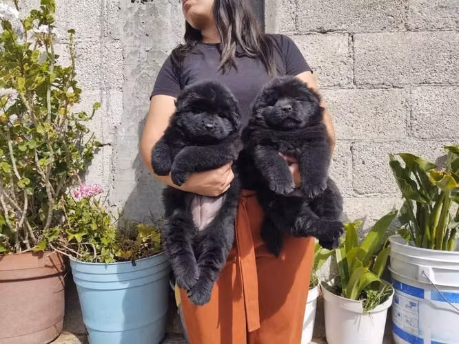 Chow chow