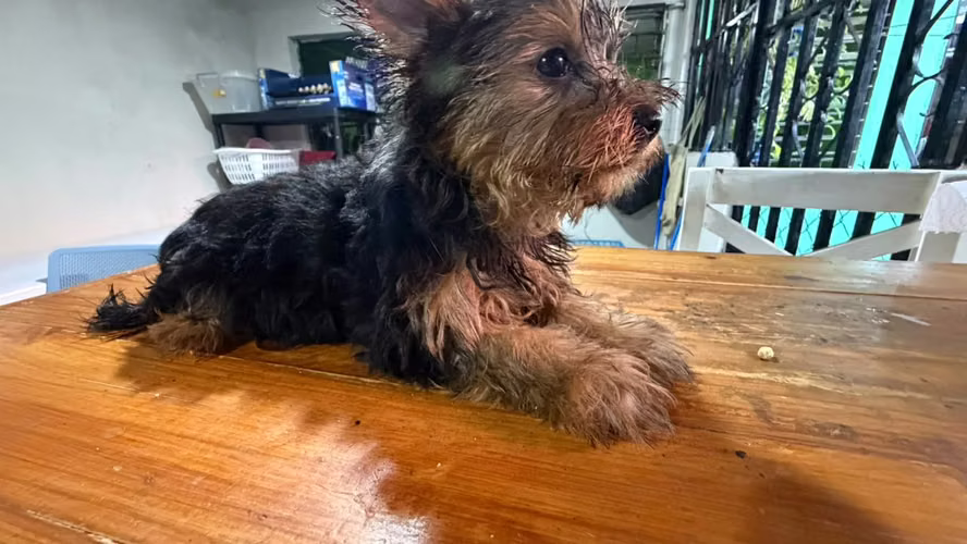 Yorkie Terrier