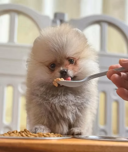 Preciosos cachorros Pomerania - Imagen 4